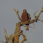 Nibbio bruno (foto L. Giraudo)